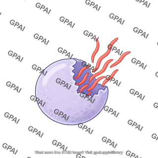 Plasmodium falciparum oocyst ruptured