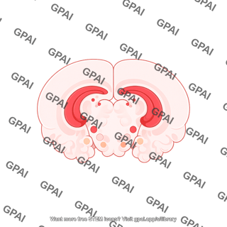 Mouse brain coronal plate 61 nuclei