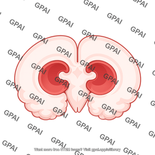 Mouse brain coronal lateral ventricle atrophy