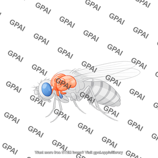 Drosophila brain lateral male on body