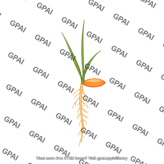 Rice seedling 1