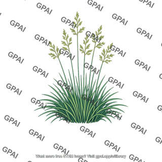 Fescue
