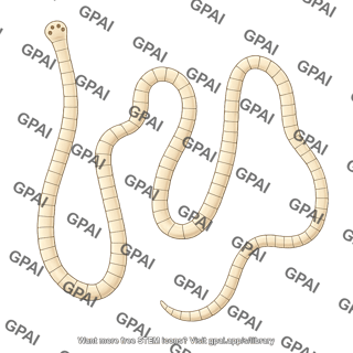 Rat tapeworm hymenolepis diminuta adult 741