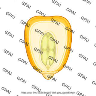 Corn grain structure