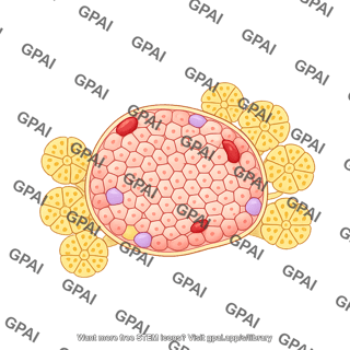 Pancreatic islet rodent with acini
