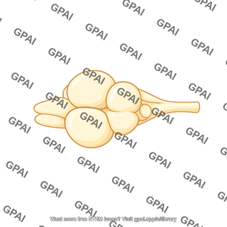 Zebrafish brain dorsal 1