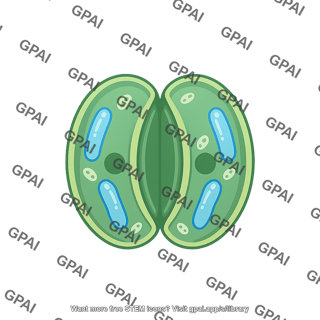 Guard cell closed