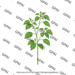Pepper plant