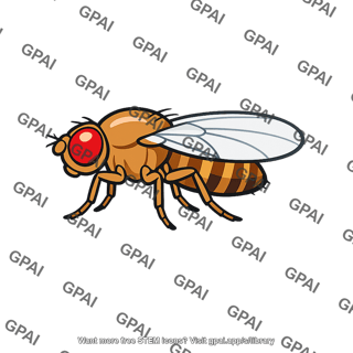 Fruit fly adult
