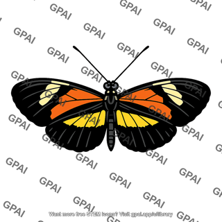 Heliconius numata butterfly color morph