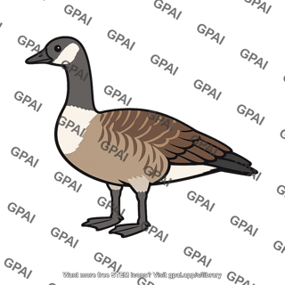 Canada goose