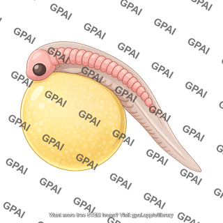 Zebrafish embryo 18. 6 somite stage