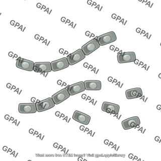 Coccidioides arthroconidia free