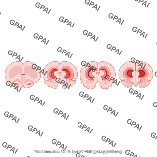 Mouse brain coronal cut 4