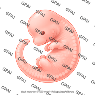 Mouse embryo