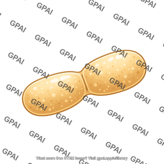 Yeast schizosaccharomyces pombe 2