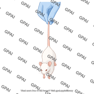 Mouse held by tail