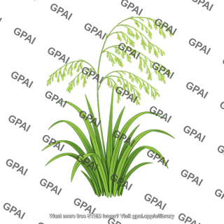 Glyceria