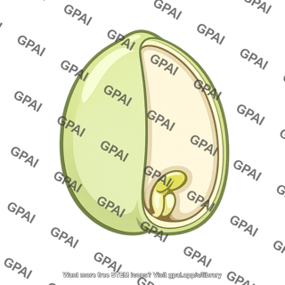 Seed developing