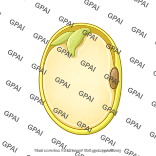 Soybean seed structure cross section 1
