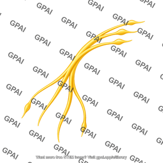 Mouse sciatic nerve lateral