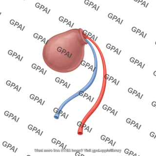 Calf umbilicus