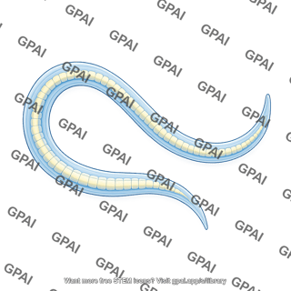 C elegans 2 intestines