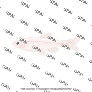 Casper zebrafish female no organs