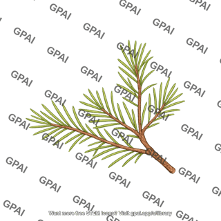 Leaf pine needle 2
