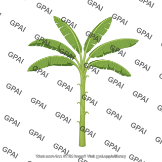 Banana plant without bananas