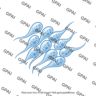 C. elegans sperm