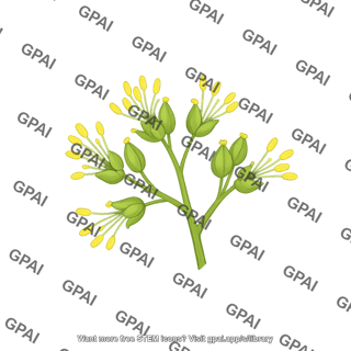 Grape flowers