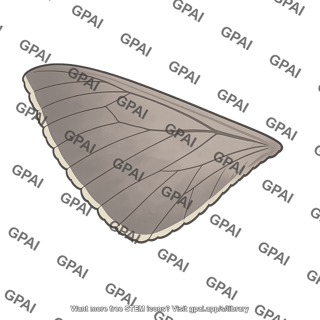 Wing underside