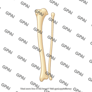 Mouse tibia and fibula medial