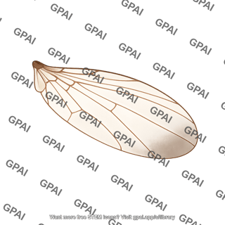 Drosophila wing dorsal cut
