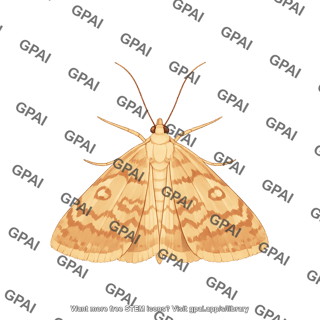 Corn borer adult female