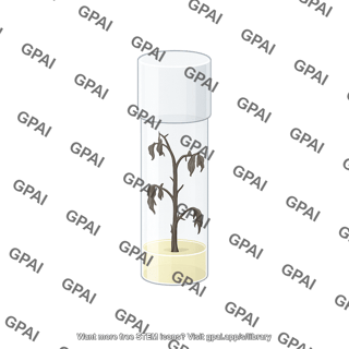 Walnut shoot tissue culture diseased 1