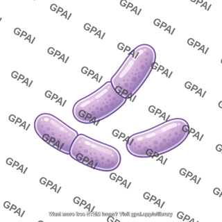 Lactobacillus 2 130