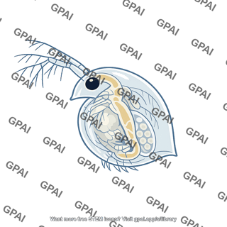 Freshwater daphnia