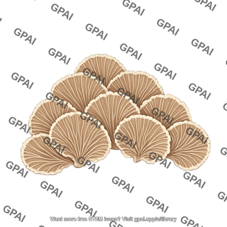 Schizophyllum commune
