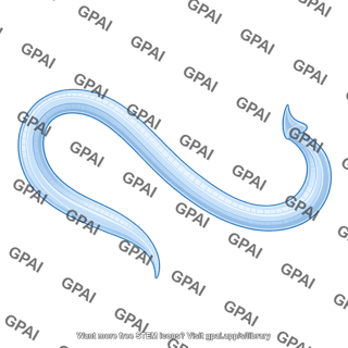 C elegans male simple