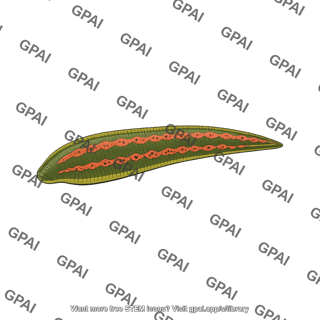 Leech hirudo verbana