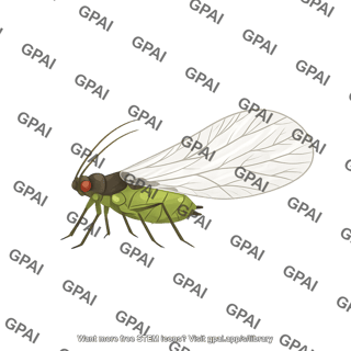 Aphid lateral winged