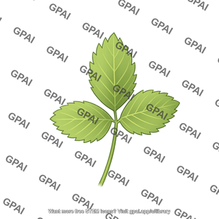 Strawberry plant immature leaf