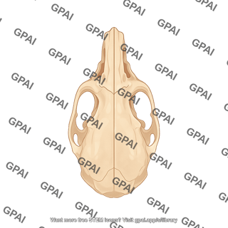 Mouse skull dorsal