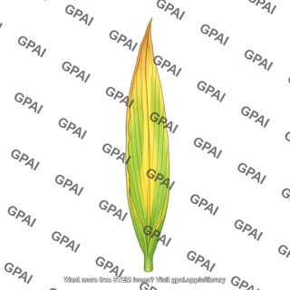 Corn leaf with nitrogen deficiency