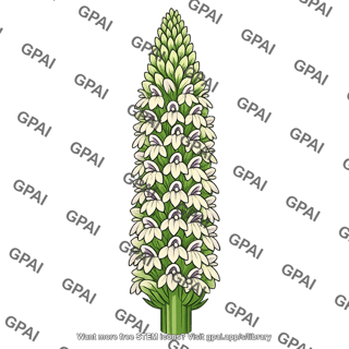 Lobelia telekii inflorescence