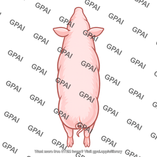 Pig dorsal