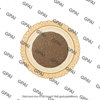 Toxocara egg