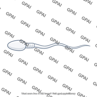 Sperm gamete
